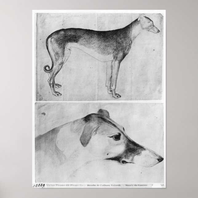 Greyhound and head of a greyhound poster (Vorne)