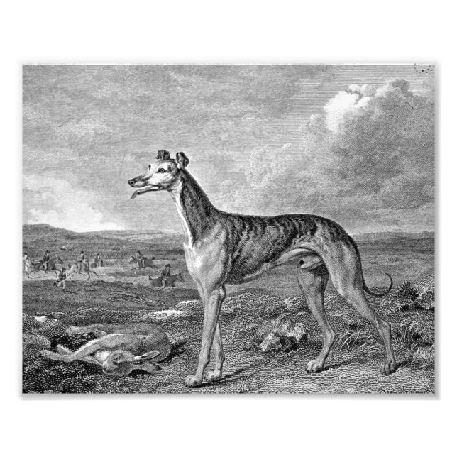 Greyhound Black and White Illustration Fotodruck (Vorne)