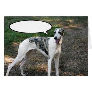 Greyhound Dog