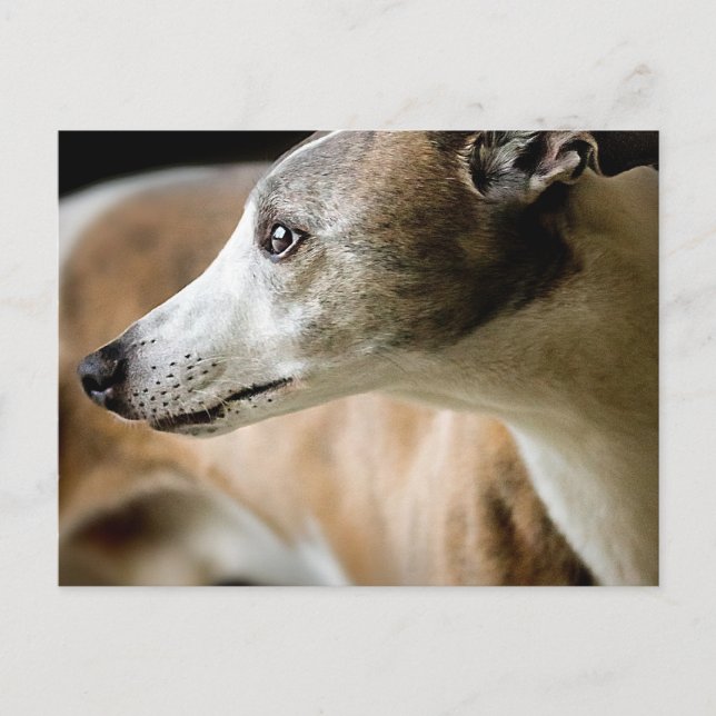 Greyhound Dog Postcard Postkarte (Vorderseite)