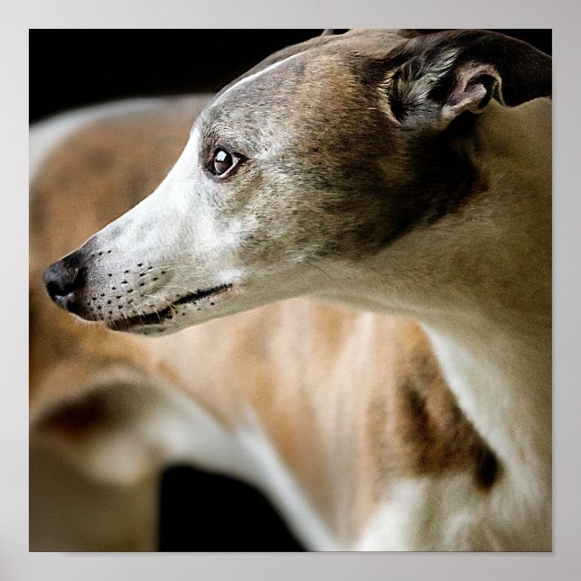 Greyhound Dog Poster (Vorne)