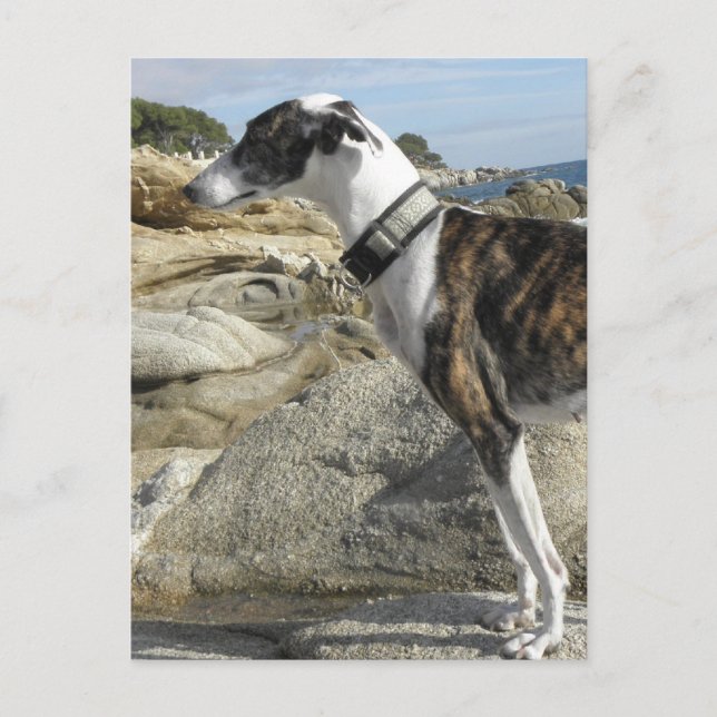 Greyhound Fotografen Postkarte (Vorderseite)