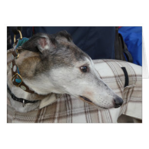 Greyhound-Fotokarte