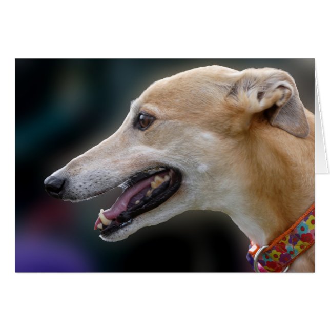 Greyhound-Fotokarte (Vorderseite (Horizontal))