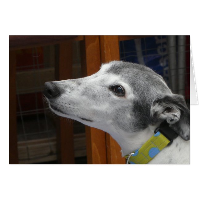 Greyhound-Fotokarte (Vorderseite (Horizontal))