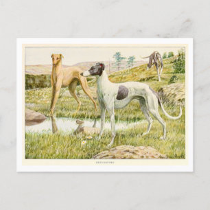 Greyhound Hunde Postkarte