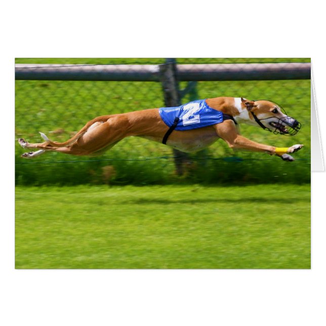 Greyhound Racing (Vorderseite (Horizontal))