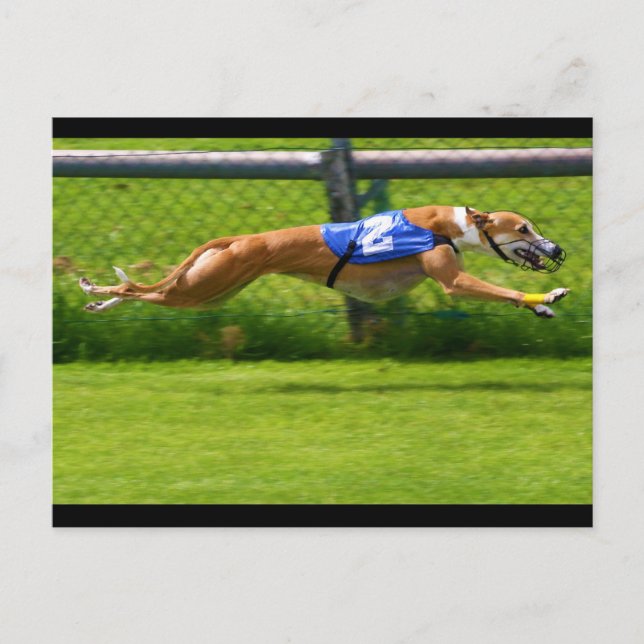 Greyhound Racing Postkarte (Vorderseite)