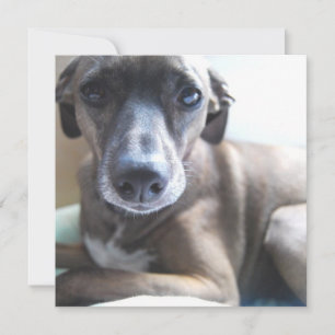Greyhound Welpen-Hundeeinladung Einladung