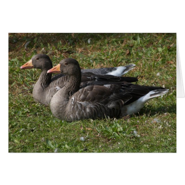 Greylag Gänse (Vorderseite (Horizontal))