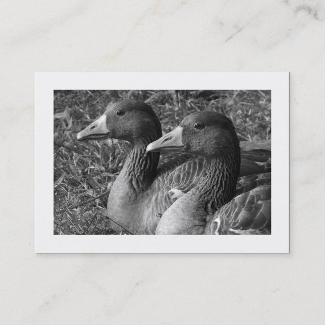 Greylag Gänse B&W (grenzt) Visitenkarte (Vorderseite)