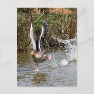 Greylag Gänse Postkarte