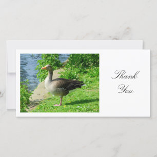 Greylag Goose - Danke