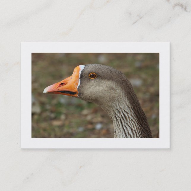 Greylag Swan Goose Cross (grenzt) Visitenkarte (Vorderseite)