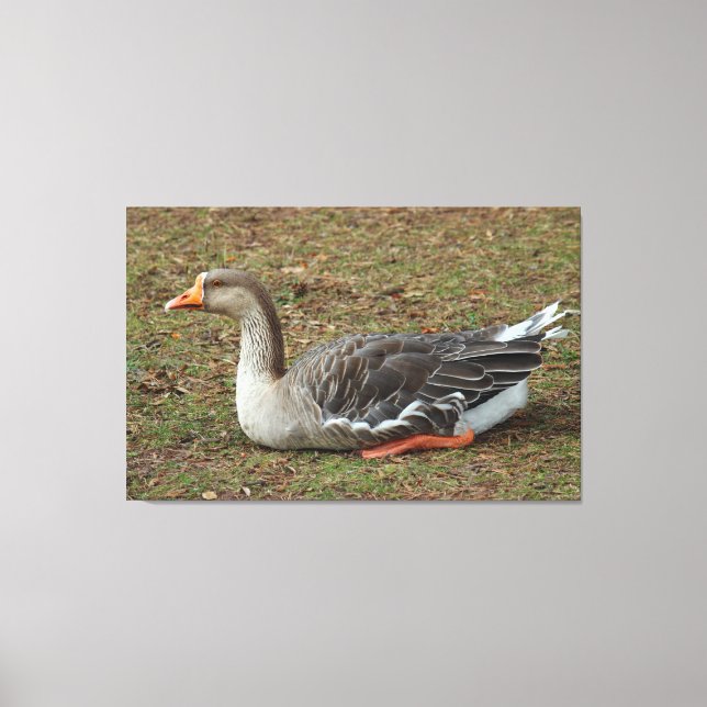 Greylag Swan Goose Cross Leinwanddruck (Vorderseite)