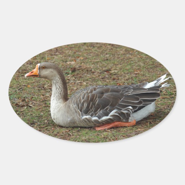 Greylag Swan Goose Cross Ovaler Aufkleber (Vorderseite)