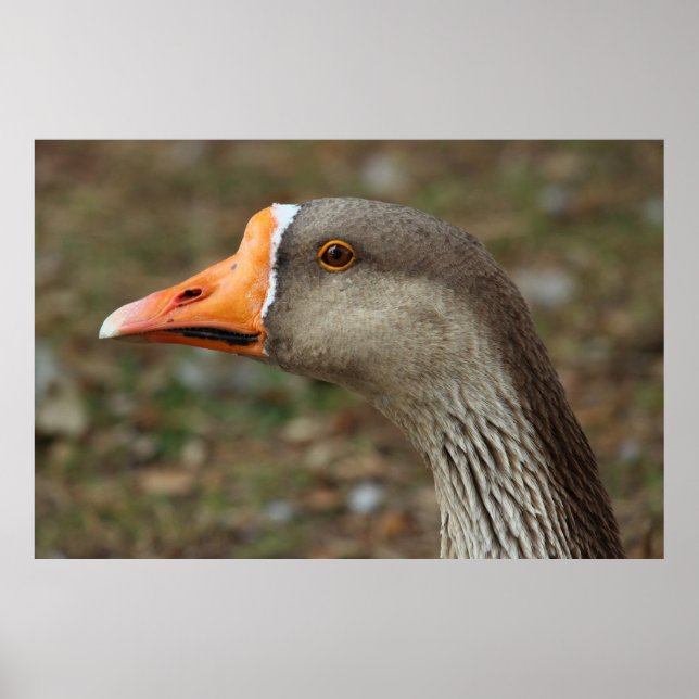 Greylag Swan Goose Cross Poster (Vorne)