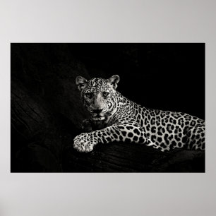 GREYSCALE PHOTO OF LYING LEOPARD POSTER