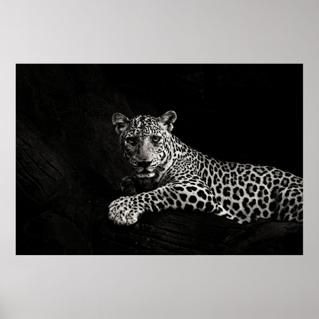 GREYSCALE PHOTO OF LYING LEOPARD POSTER (Vorne)