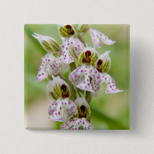 Griechenland, Kreta. Orchid in Blüte Orchis Button