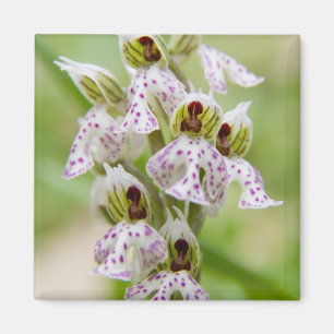 Griechenland, Kreta. Orchidee in Blüte Orchis Magnet