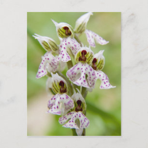 Griechenland, Kreta. Orchidee in Blüte Orchis Postkarte