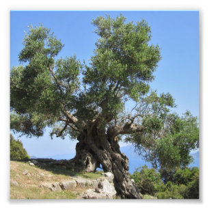 Griechischer Olivenbaum (Kefalonia) Fotodruck