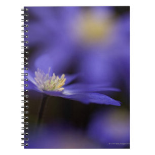 Griechischer Windflower, beständige blaue Blume Notizblock