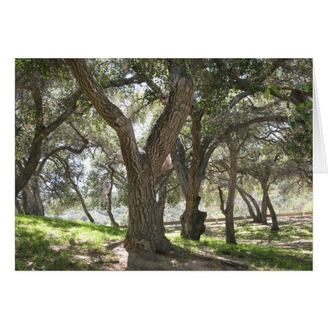 Griffith Park 5/6/07 (Vorderseite (Horizontal))