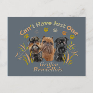 Griffon Brüssel kann nicht nur einen haben Postkarte