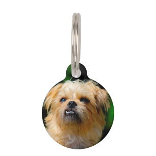Griffon Hund Haustiermarke