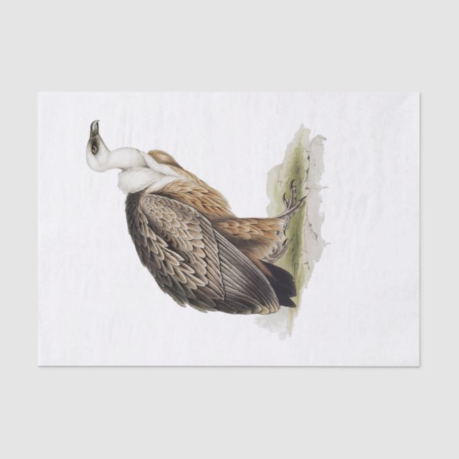 Griffon Vulture Decoupage Seidenpapier (Vorderseite)
