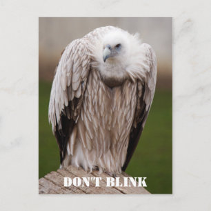 Griffon Vulture, "Don't Blink" Postcard Postkarte