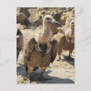 Griffon Vulture Postkarte