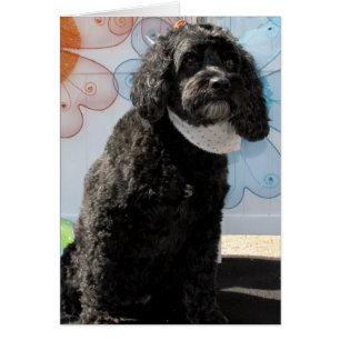 Grillon - caniche de cocker -4