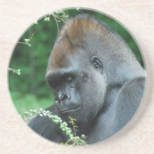 Grimmiger Gorilla Sandstein Untersetzer