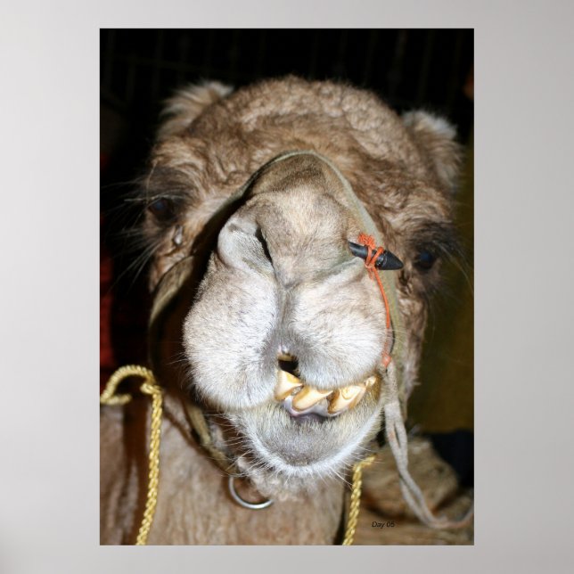 Grinning Camel Poster (Vorne)