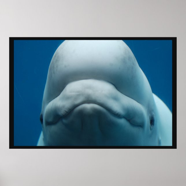 Grinning White Whale Poster (Vorne)
