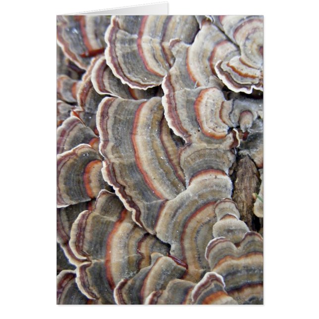 Gris et ondulations de champignons de Bourgogne (Devant)