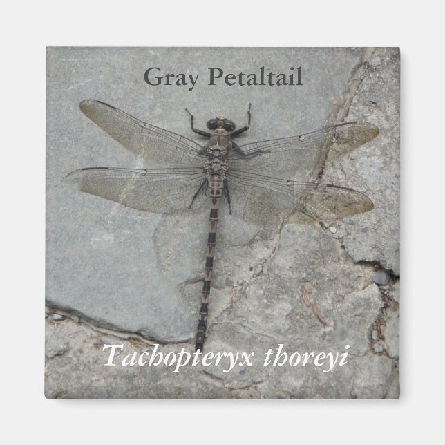 Gris Petaltail Nature Magnet (Devant)
