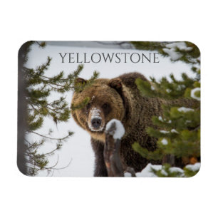 Grizzles Bären im Schnee, Yellowstone Nationalpark Magnet