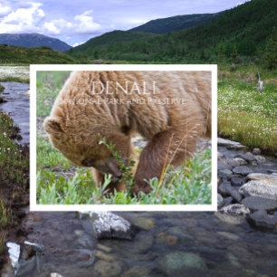 Grizzles Bear Foraging in Meadow, Denali NPP Alask Postkarte