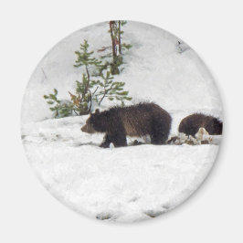 Grizzles im Schnee Magnet