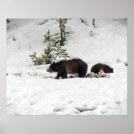Grizzles in der Schneeplakatdruckerei Poster