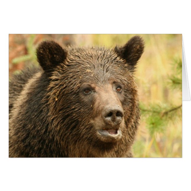 Grizzli de Yellowstone (Devant horizontal)