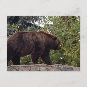 Grizzly-Bär-007 Postkarte