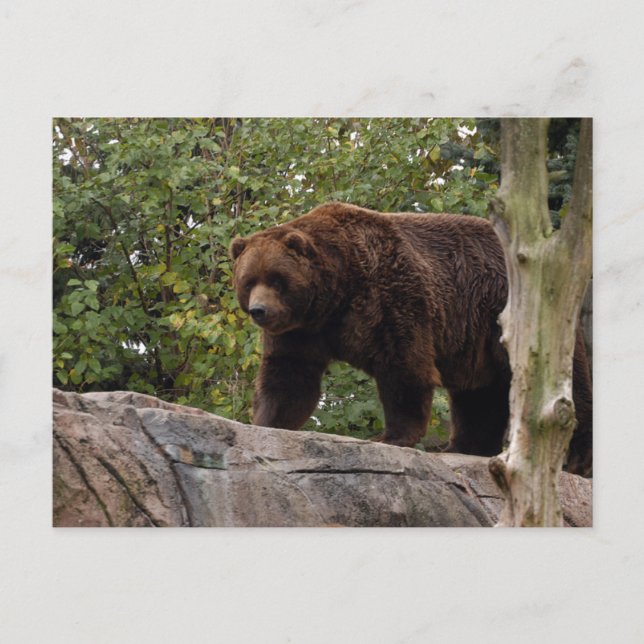 Grizzly-Bär-013 Postkarte (Vorderseite)