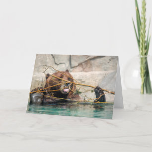 Grizzly Bären spielen im Wasser Dankeskarte
