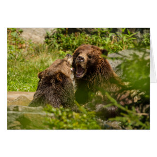 Grizzly Bars spielen Kämpfe