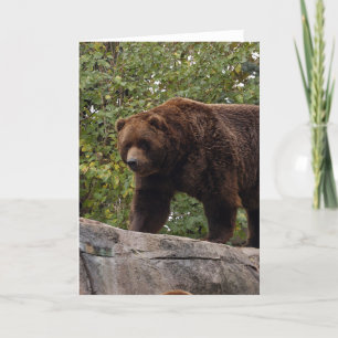 grizzly-bear-013 feiertagskarte